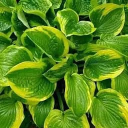 Хоста "Hameleon" (114643) 1 шт