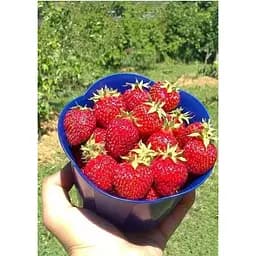Саджанець Agro-Market Полуниця Чудо світу 5шт (ремонтантний сорт) (44700) - мініатюра 6