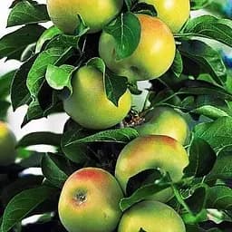 Саджанець Agro-Market Яблуня колоновидна КВ-109 (зимовий сорт, пізній термін дозрівання) (25628) 1 шт. в упаковці