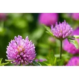 Клевер красный "Рубиновая поляна" Весна цена за 40г (21983)