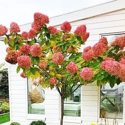 Саджанець Agro-Market Гортензія волотиста на штамбі Wim's Red С3, висота штамба 50-70см (62313)