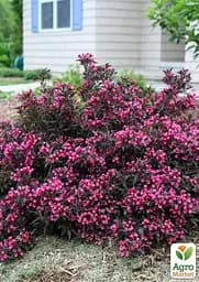 Саджанець Agro-Market Вейгела 2х річна Alexandra вазон С3, висота 40-50см (181462) - мініатюра 5