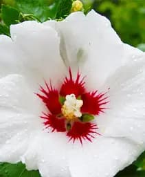 Гибискус Agro-Market Сирийский 2-х летний высота 60-100 см белый 1 саженец в упаковке (152287)