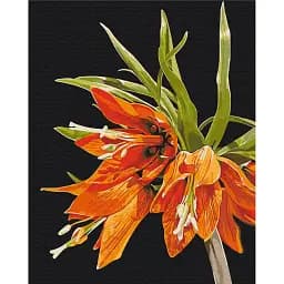 Картина по номерам Brushme Фритилария © Anastasiia Osmolovska 40x50 см