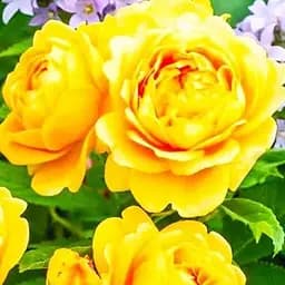 Троянда англійська Agro-Market Голден Селебрейшн саджанець класу АА+ вищий сорт 1 шт. в упаковці (120452)