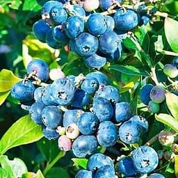 Саджанець Agro-Market Лохина (чорниця садова) 2 роки Ліберті (пізній термін дозрівання) С2 висота 50-60 см 1 саджанець (178691)