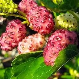 Саджанець Agro-Market Шовковиця великоплідна Стамбульська рожева (літній сорт, середній термін дозрівання) (16185) 1 шт. в упаковці