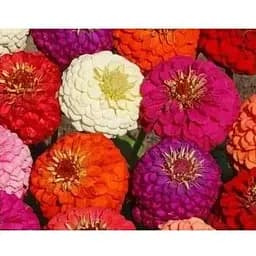 Циния "Карликовая смесь" Весна 0.4г (16027)