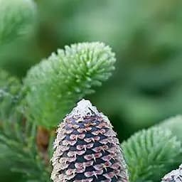 Саджанець Agro-Market Ялиця Фразера (Abies Fraseri) горщик P9 (176501)