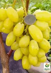 Саджанець Agro-Market Виноград Бананас (крупноягодний мускат з цитронними нотками, дуже ранній) 1 шт. в пакуванні (61638) - мініатюра 2