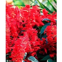 Сальвия блестящая Весна 0.5г (13299)