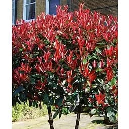 Фотинія Фразера "Red Robin" вазон С3 висота 25-60см (93951) 1 саженец