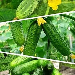 Огірок "Суміш кращих популярних сортів" ТМ "Весна"  5г (45524)