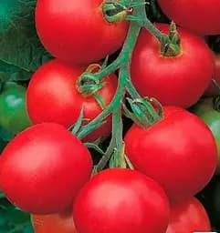 Насіння Весна на вагу Томат Запуняка ціна за 1 г (178487)