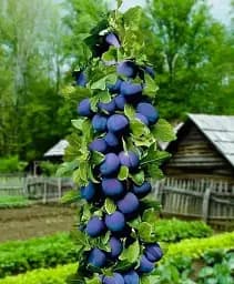 Саженец Agro-Market Слива колоновидная Алича (Синяя большая) (летний сорт, средний срок созревания) 1 шт. в упаковке (23477)