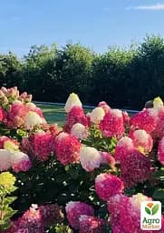 Саджанець Agro-Market Гортензія волотиста 2-х річна Strawberry Blossom висота саджанця 20-30см (176634) - мініатюра 4