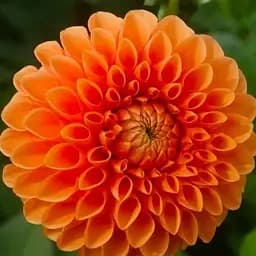 Жоржина "Souvenir Dete" (176116) 1 шт