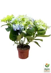 Саджанець Agro-Market LMTD Гортензія крупнолиста квітуча 2-х річна Early Blue (20-30см) (62357) - мініатюра 2