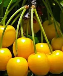 Саджанець Agro-Market Черешня глянцевого жовтого кольору Медова насолода (Honey sweetness) (преміальний, стійкий до захворювань сорт) 1 шт. в упаковці (47681)