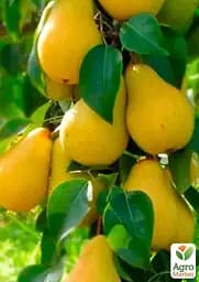 Саджанець Agro-Market Груша колоновидна Ізабелла (середній термін дозрівання, високі смакові якості) 1 шт. в упаковці (71719) - мініатюра 2