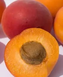 Саджанець Agro-Market Абрикос яскраво-помаранчевий з рум'янцем Сонця відблиск (Sun glare) (преміальний середньо-пізній сорт) 1 шт. в упаковці (43998)