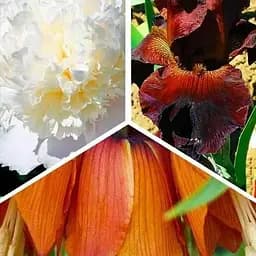 Микс луковиц Agro-Market из 3-х сортов Весенний аромат (Spring scent) 3шт луковиц (47772)