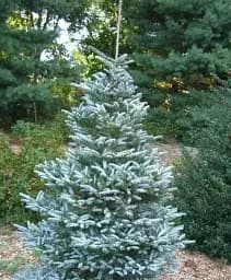 Саджанець Agro-Market Ялиця корейська Silberlocke С7.5 висота 50-60 см 1 шт. в упаковці (183032)