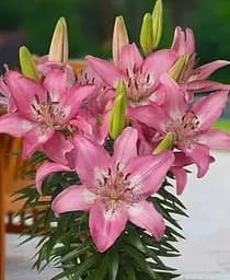 Луковица Agro-Market Лилия Горшкова Trendy Nicosia 1 шт. в упаковке (176162)