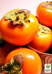 Саджанець Agro-Market Хурма Шарон на віргінській морозостійкій підщепі 1 шт. в упаковці (50085) - мініатюра 5