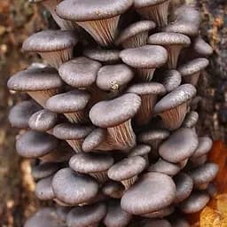 Сухий зерновий міцелій "Глива звичайна" 10г (45492)