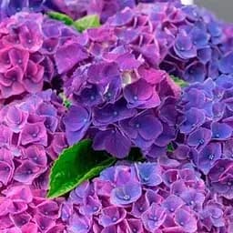 Саженец Agro-Market LMTD Гортензия крупнолистовая цветущая 3-летняя Ningbo Paars (30-40см) (152438)