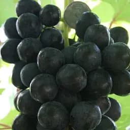 Саджанець Agro-Market Виноград Літній Королівський (кишмиш, ранній термін дозрівання, гармонійний смак, селекція США) (50830) 1 шт. в пакуванні