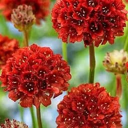 Армерія приморська "Ballerina Red" (189443) 1 саженец