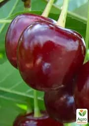 Саджанець Agro-Market Вишня Лотовка (літній сорт, пізній термін дозрівання) 1 шт. в упаковці (46284) - мініатюра 2