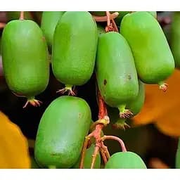 Саджанець Agro-Market Актинідія аргута Оригінальна (міні-ківі, морозостійкий сорт) 3-х річна вазон С4 висота 85-110 см 1 саджанець (179813)