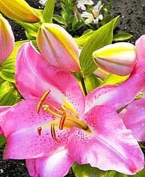 Луковица Agro-Market Лилия Josephine гигантский цветок 1 шт. в упаковке (176124)