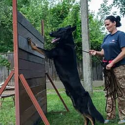 Повідець для собак Barksi Active тренувальний 10.3 м х 0.7 см чорний - мініатюра 10