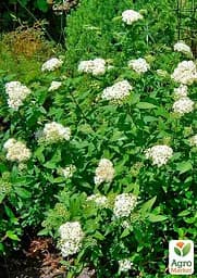 Саджанець Agro-Market Спірея Японська 2-х річна Albiflora вазон С2, висота 20-40см (176825) - мініатюра 5