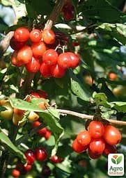 Саджанець Agro-Market Гумі (серебристолистий) 1 шт. в пакуванні (44885) - мініатюра 2