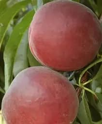 Саджанець Agro-Market Персик Екстрім-6 (літній сорт, дуже ранній термін дозрівання) 1 шт. в упаковці (101871)