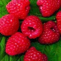 Малина Agro-Market "Зюгана" (один из ведущих ремонтантных сортов) 1-летний саженец (189492) 1 шт в упаковке