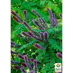 Аморфа кустарниковая (прекрасный медонос и пыльценос) Agro-Market Р9 (189165)1 саженец в упаковке