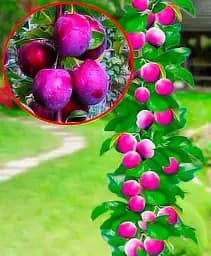 Саджанець Agro-Market Слива колоновидна Оскар плюс 1 шт. в упаковці (52705)