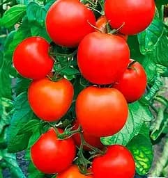 Насіння Весна на вагу Томат Талісман ціна за 1 г (178439)