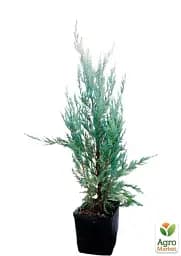 Саджанець Agro-Market Ялівець скельний 4-річний Moonglow С3 висота 55-65 см 1 шт. в упаковці (115689) - мініатюра 4