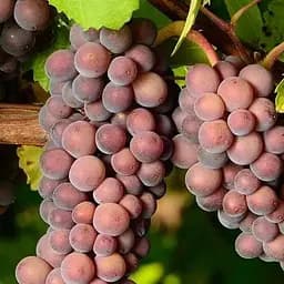 Саджанець Agro-Market Виноград Совіньйон Грі (винний сорт, середній термін дозрівання) 1 шт. в пакуванні (177275)