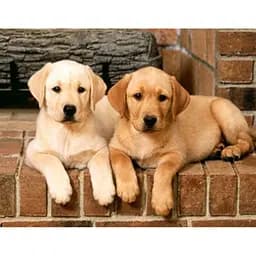 Алмазна вишивка на підрамнику Добряки песики 40*50 см