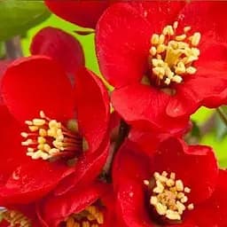 Саджанець Agro-Market Хеномелес (айва японська) Crimson and Gold (49495)