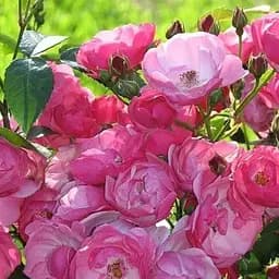 Троянда флорибунда Agro-Market мускусна Angela саджанець класу АА+ вищий сорт 1 шт. в упаковці (181459)