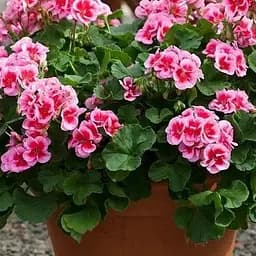 Пеларгонія зональна Dark Line "Pinkberry" (190031) 1 саженец